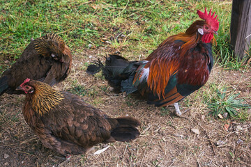 Chicken walking on the grass on a summer day