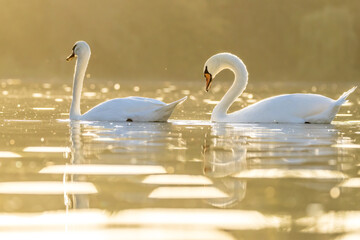 A beautiful white swan couple in a little lake not far away from Cologne at sunset at a warm day in...