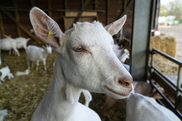 portrait of a white goat