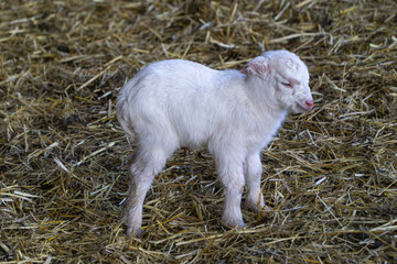 baby goat in farm