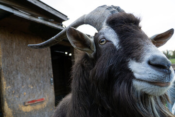 portrait of a goat buck