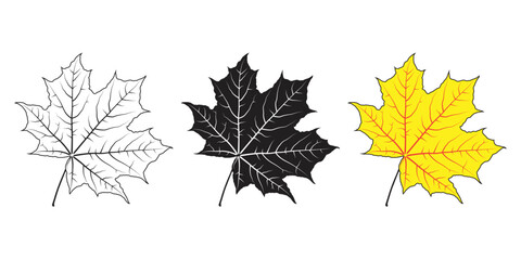 maple leaves isolated on white background, hand drawn autumn leave vector illustration, century leaf drawing  