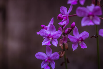 Fototapeta na wymiar Spathoglottis, commonly known as purple orchids or 苞舌兰属 is a genus of about fifty species of orchids in the family Orchidaceae. They are evergreen terrestrial herbs with crowded pseudobulbs