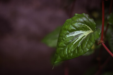 The betel leaf — called Tambula or Nagavalli (in Sanskrit), Paan (Hindi), vetrilai (Tamil), or...