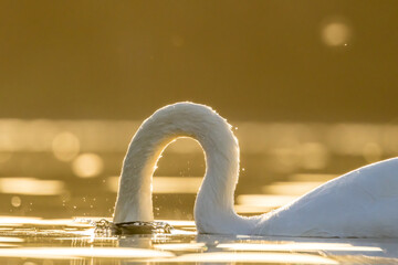 A beautiful white swan in a little lake not far away from Cologne at sunset at a warm day in fall.
