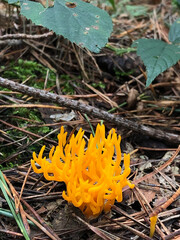 Delicious orange edible mushroom growing in the forest