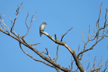 grey streaked flycatcher on a branch