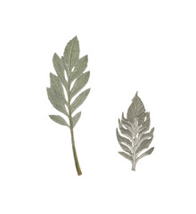 Various pressed tree leaves. Fine vintage deciduous herbarium. Pressed and dried herbs. Artistic composition composed of dry press leaves on a white background.