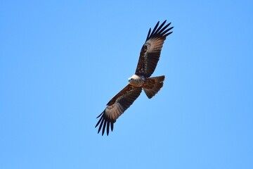 Obraz premium flying bird in the blue sky