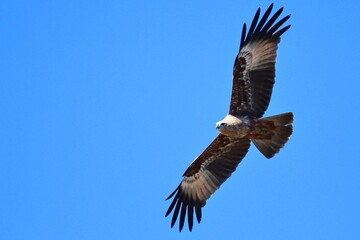 flying bird in the blue sky