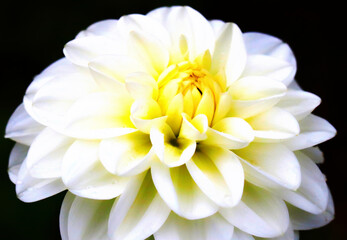 Larg white yellow dahlia flowerhead, with black background (Retouched and glacial color manipulated photo illostration)