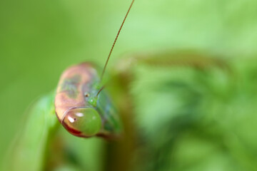 Giant Mantis (Ookamakiri) sneaking around the weed bush for hunting. face up macro portrait.