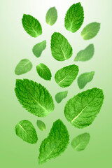Levitation of mint leaves on green background.