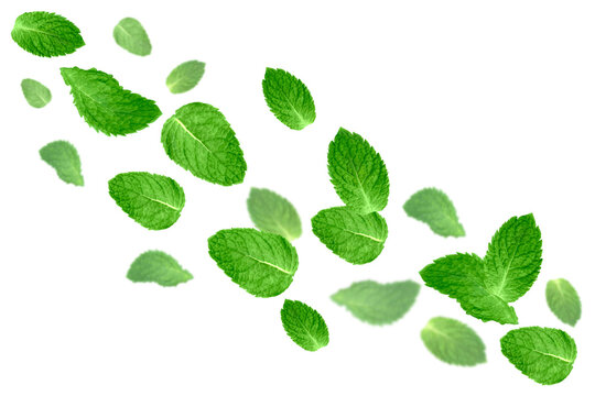 Levitation of mint leaves isolated on white background.