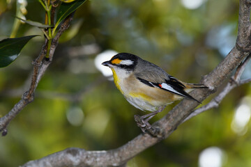 Australian adult male Striated Pardalote perched thick bush bright white halo around its head