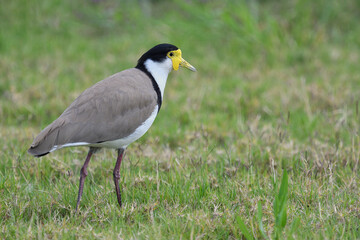 Ground dwelling Australian adult Masked Lapwing walking short grass looking for food  