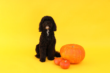 Concept of Halloween, Dog and pumpkins on yellow background