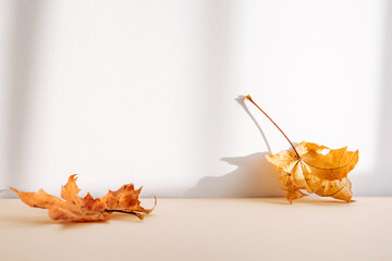 Abstract autumn studio background with maple tree leaves and shadows on wall.