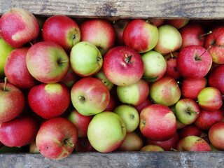 Ripe apples in the garden, harvesting apples in natural conditions
