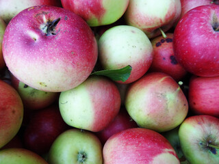 Ripe apples in the garden, harvesting apples in natural conditions