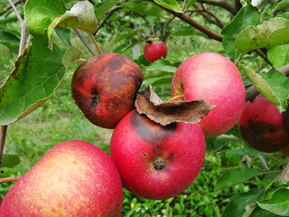 Garden diseases, spoiled apple harvest