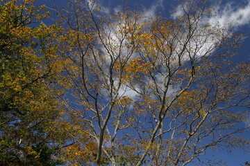 紅葉と空と雲