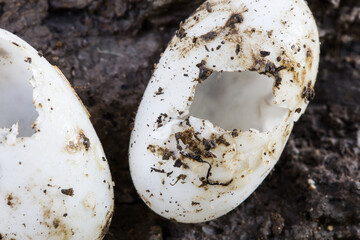 turtle egg shell underground soil