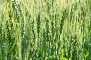 緑の麦の穂
