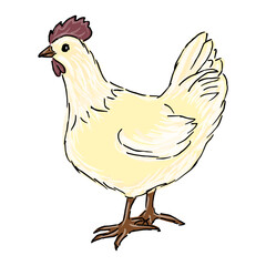 Chicken cartoon drawing. Vector illustration on white background. isolated object. farm bird