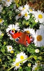 Bright Butterfly Aglais io on white flowers. Growing chrysanthemums. - 537716094