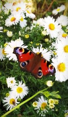 Bright Butterfly Aglais io on white flowers. Growing chrysanthemums. - 537716096