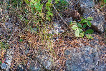 Obraz premium Wild strawberries, plants in rock, cliffs and stone wall. Autumn grass in forest. Mountain landscape