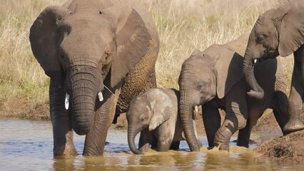 Baby elephant stands in water amongst herd, splashing with tiny trunk