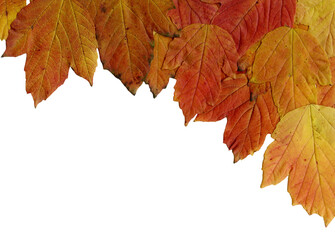 Foliage. Autumn dead leaves. Transparent background, png