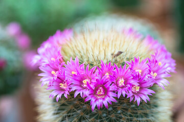 Fototapeta premium Vintage picture tone, macro soft light tone of pink cactus flower.