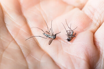 mosquito dead  on isolated whited background. mosquito disease