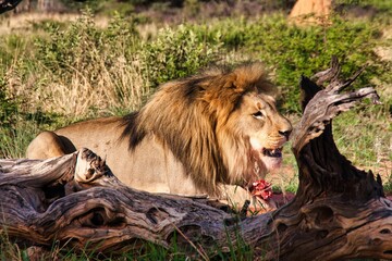 Barbary lion with bloody mouth eating dead animal meat in the savanna in Namibia, Southern Africa