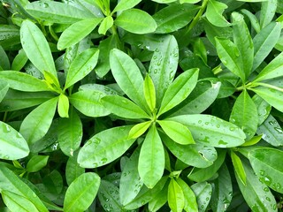 Green leaves grown in small plants.