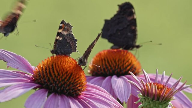 Static view of a colony of black striped butterflies on flowers. Super close-up