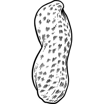 Hand drawn Peanut Sketch Illustration