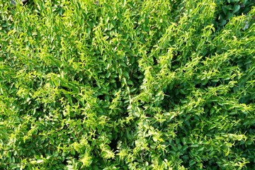 Green leaves grown in small plants.