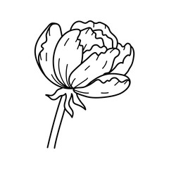 Doodle art beautiful peony or rose flower with stem. Botanical floral sketch. Beautiful line art hand drawn vector
