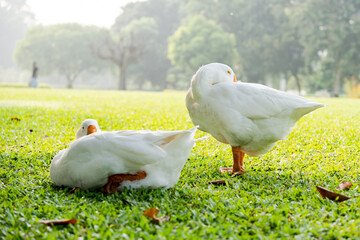 Two white ducks are taking a nap on green grass