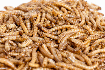 Dried mealworm close-up,  selective focus. food for feeding hamsters, rats, mice, gerbils, hedgehogs .  Meal worms are a source of protein and protein. 