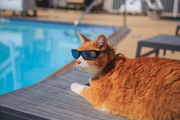 Orange cat wearing sun glasses by swimming pool in a pet friendly hotel