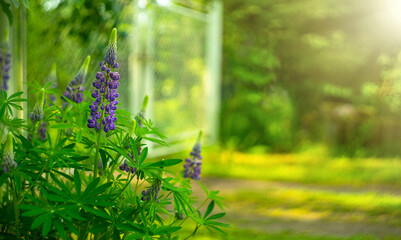 Purple lupine flowers on a green background. Summer flowers in the garden. Green background with...