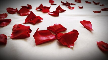 Red rose petals on a light background.