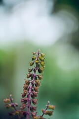 Fototapeta na wymiar Holy basil (Ocimum tenuiflorum) flower inflorescence. Tulsi flower a traditional Indian medicine system, Ayurveda