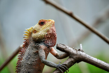 Colorful exotic lizard with sharp spikes in the back hunting. Oriental garden lizard. Colorful head of an aroused animal. Indian chameleon in dry branches of a tree.