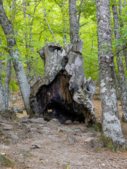 Chestnut forest in the Castanar El Tiemblo. Avila (Spain)